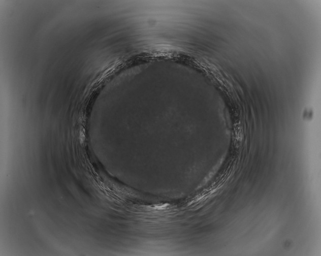 X0000099560916200806061536