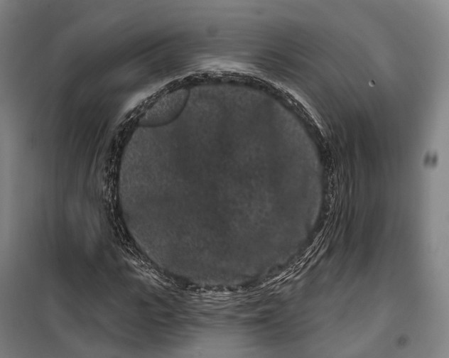 X0000099560919200806061536