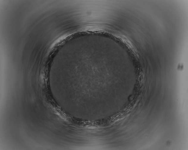 X0000099560920200806061536