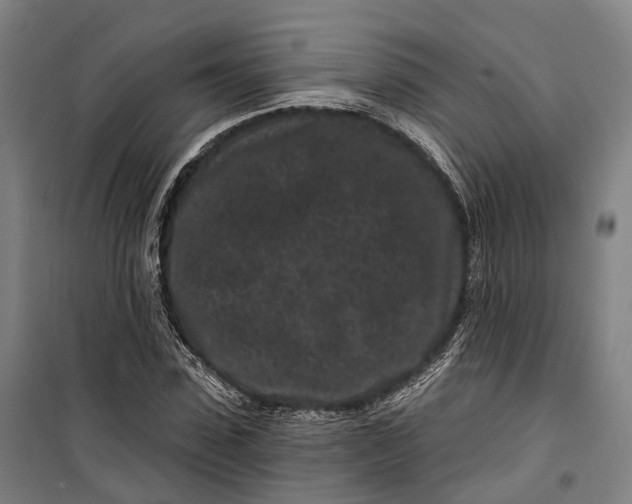 X0000099560923200806061536