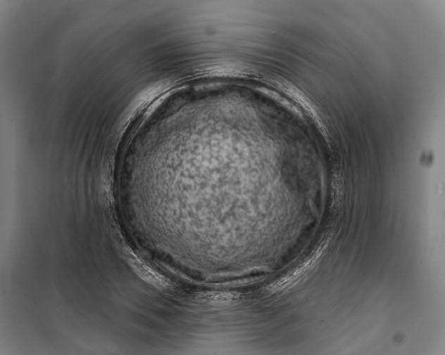 X0000099560930200806061536