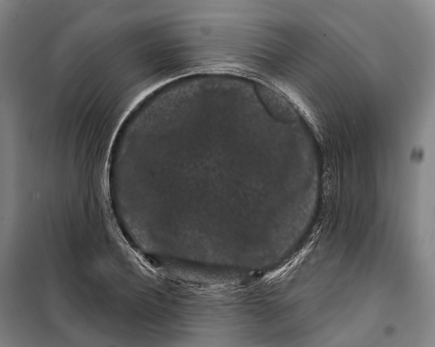 X0000099560932200806061536