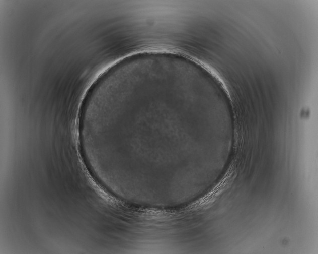 X0000099560935200806061536