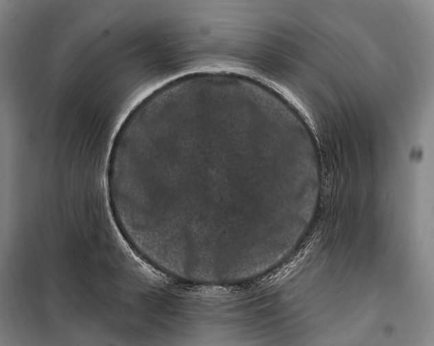 X0000099560943200806061537