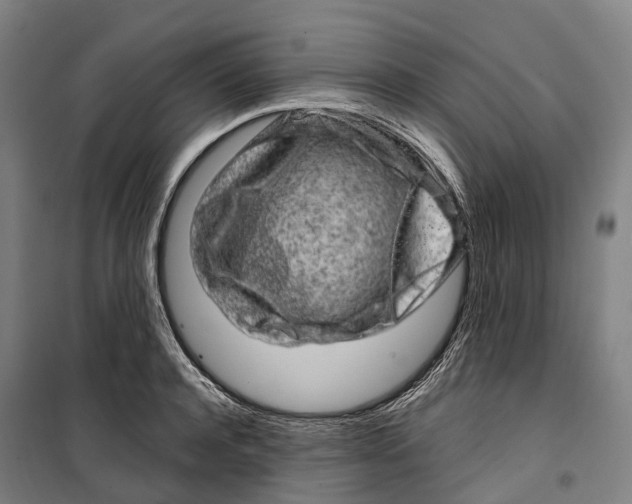 X0000099560944200806061537