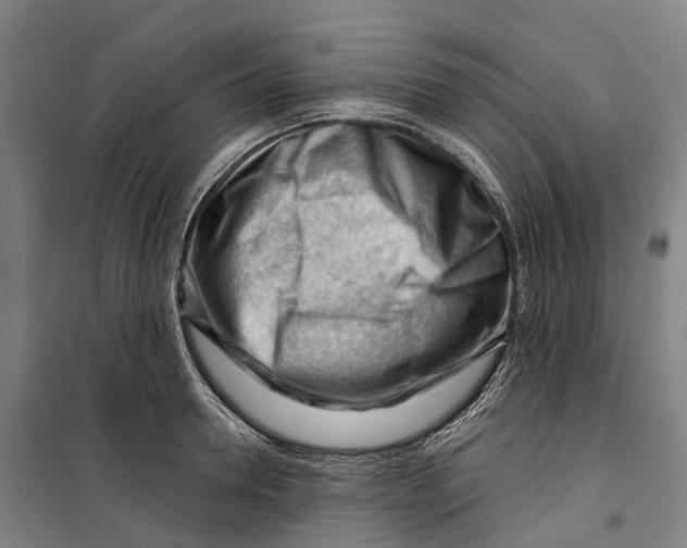 X0000099560946200806061537