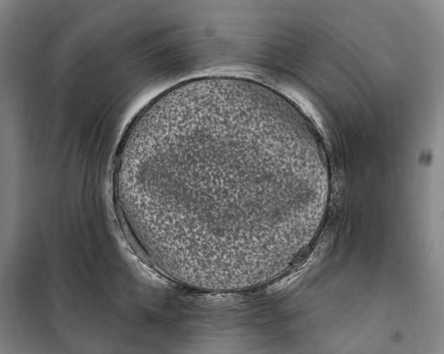 X0000099560952200806061537