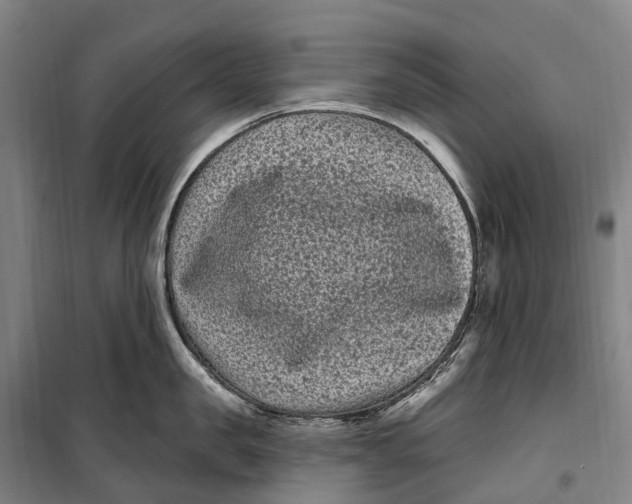 X0000099560957200806061537