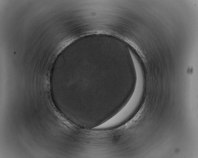 X0000099560977200806061536