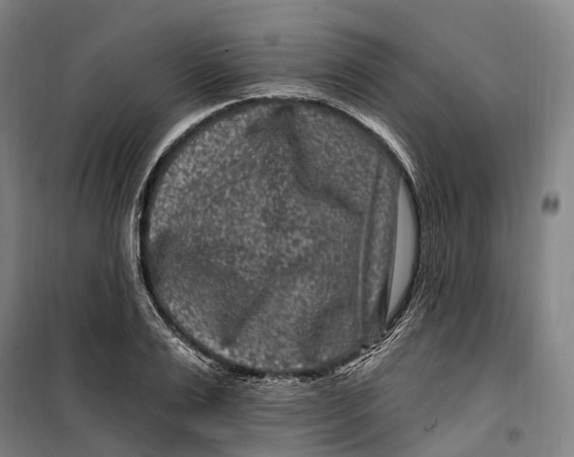 X0000099560983200806061536