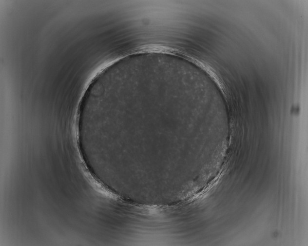 X0000099560987200806061536