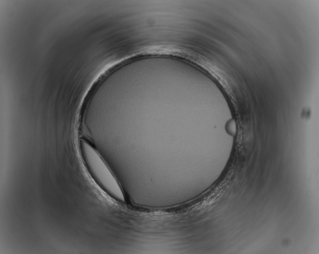 X0000099560992200806061536