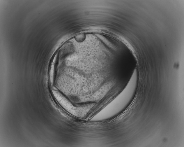 X0000099560994200806061536