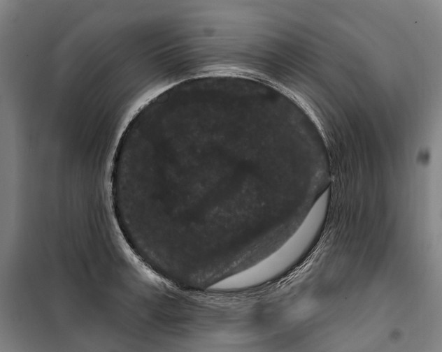 X0000099560995200806061536