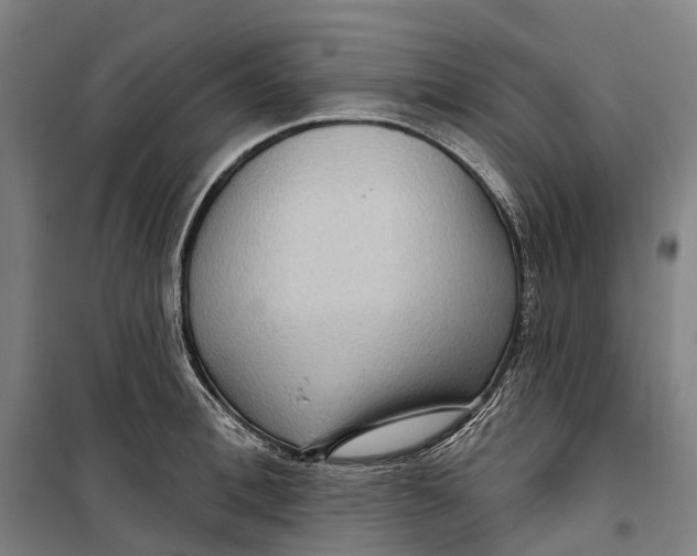 X0000099560996200806061536