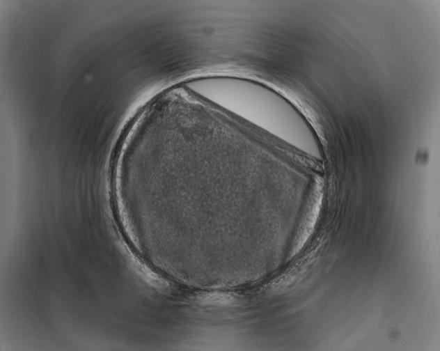 X0000099560998200806061536