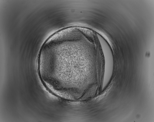 X0000099560999200806061536