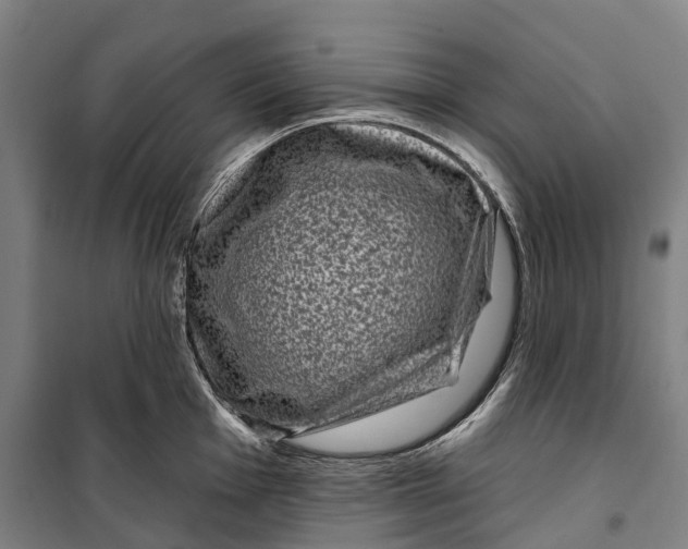 X0000099561001200806061536