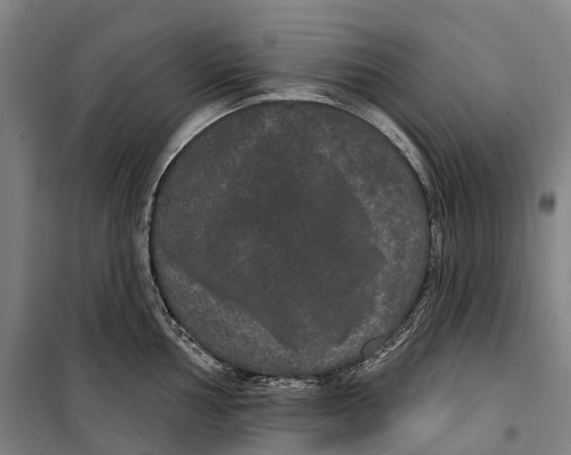 X0000099561002200806061536