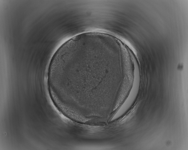 X0000099561007200806061535