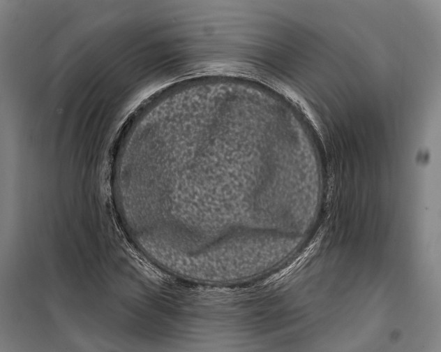 X0000099561019200806061535