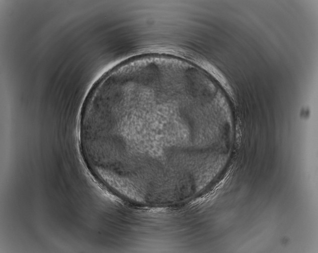 X0000099561028200806061535