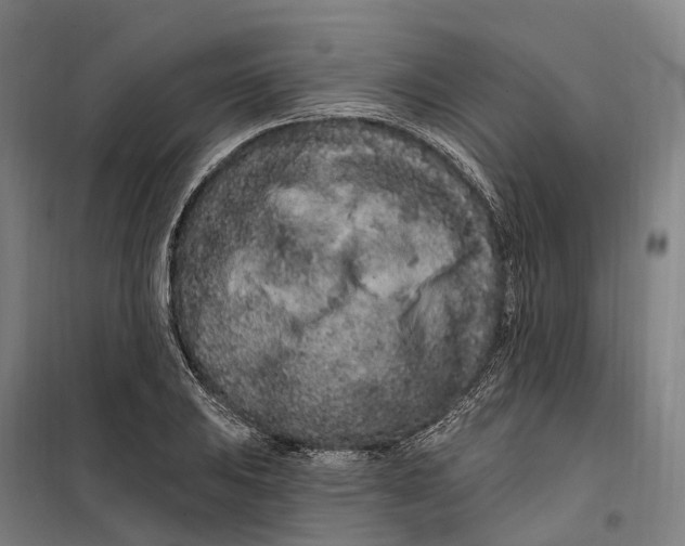 X0000099561031200806061535