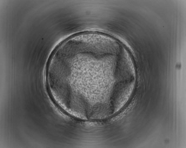 X0000099561032200806061535