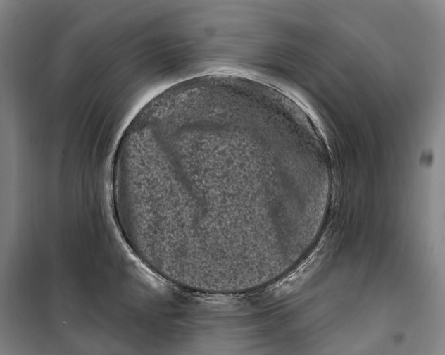 X0000099561048200806061535