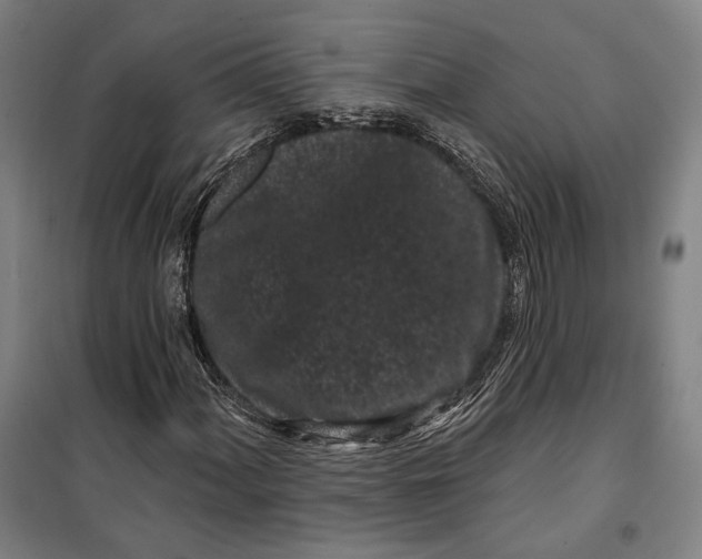 X0000099561060200806061535