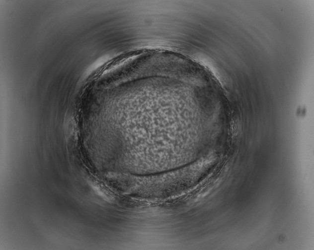 X0000099561064200806061534