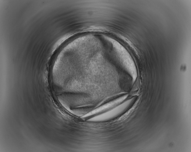 X0000099561066200806061534