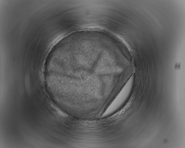 X0000099561071200806061534