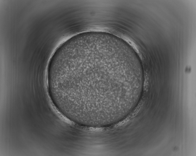 X0000099561080200806061534