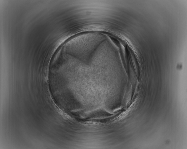 X0000099561081200806061534