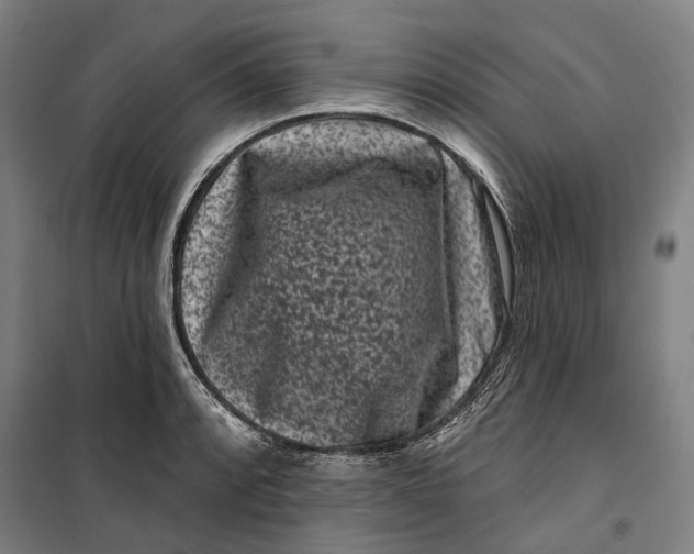 X0000099561088200806061534