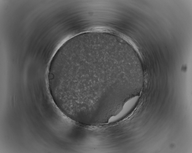 X0000099561091200806061534