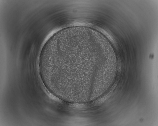 X0000099561094200806061534