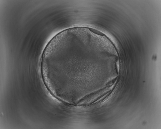 X0000099561102200806061534