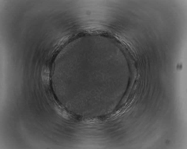 X0000099561108200806061533