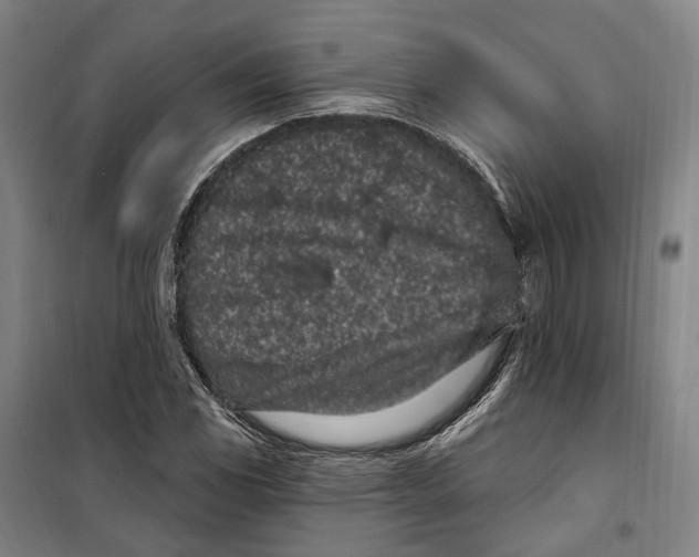 X0000099561117200806061533