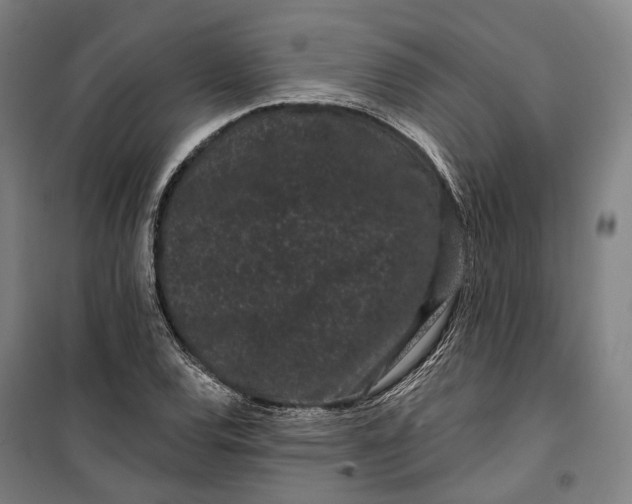 X0000099561120200806061533