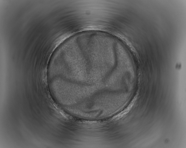 X0000099561121200806061533