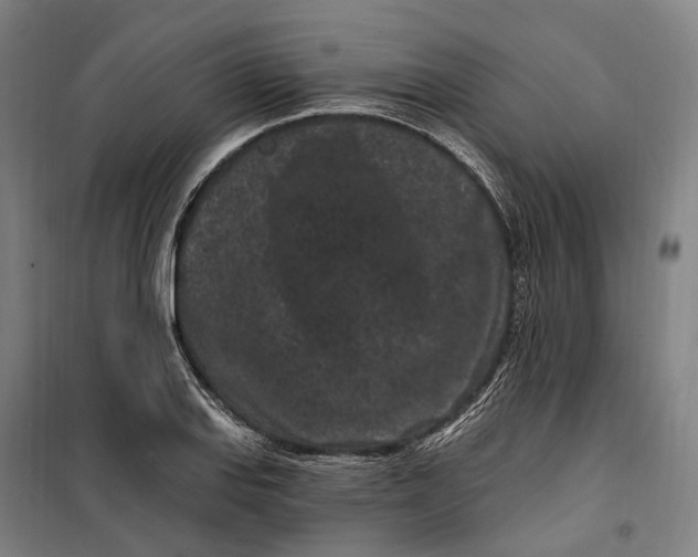 X0000099561127200806061534