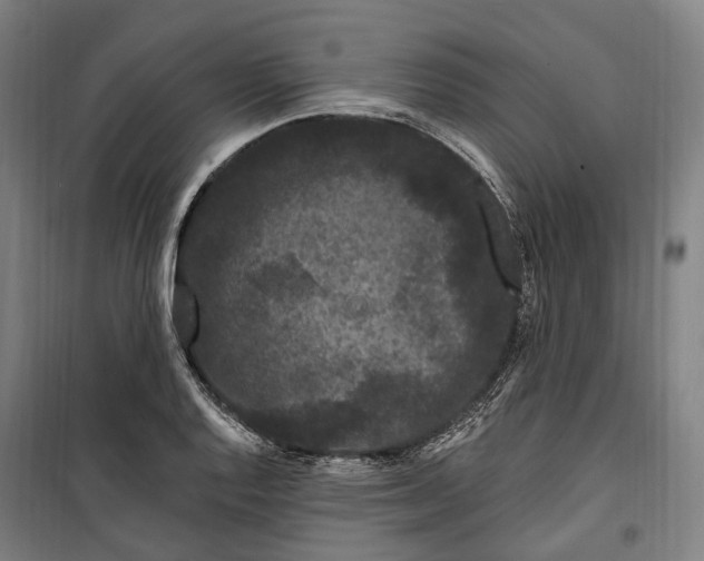 X0000099561128200806061534