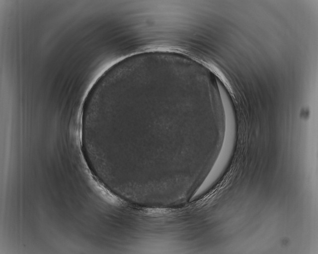 X0000099561132200806061534