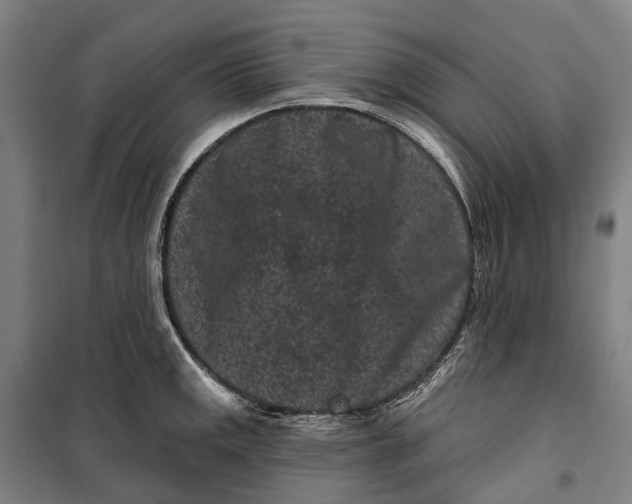 X0000099561141200806061534