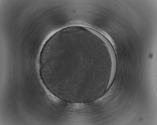 X0000099561144200806061534