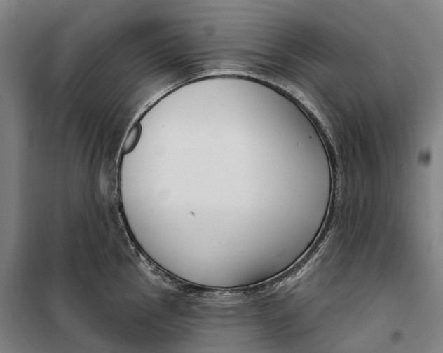 X0000099561145200806061534