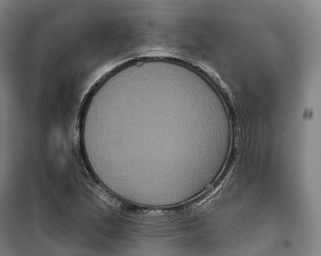 X0000099561167200806061533